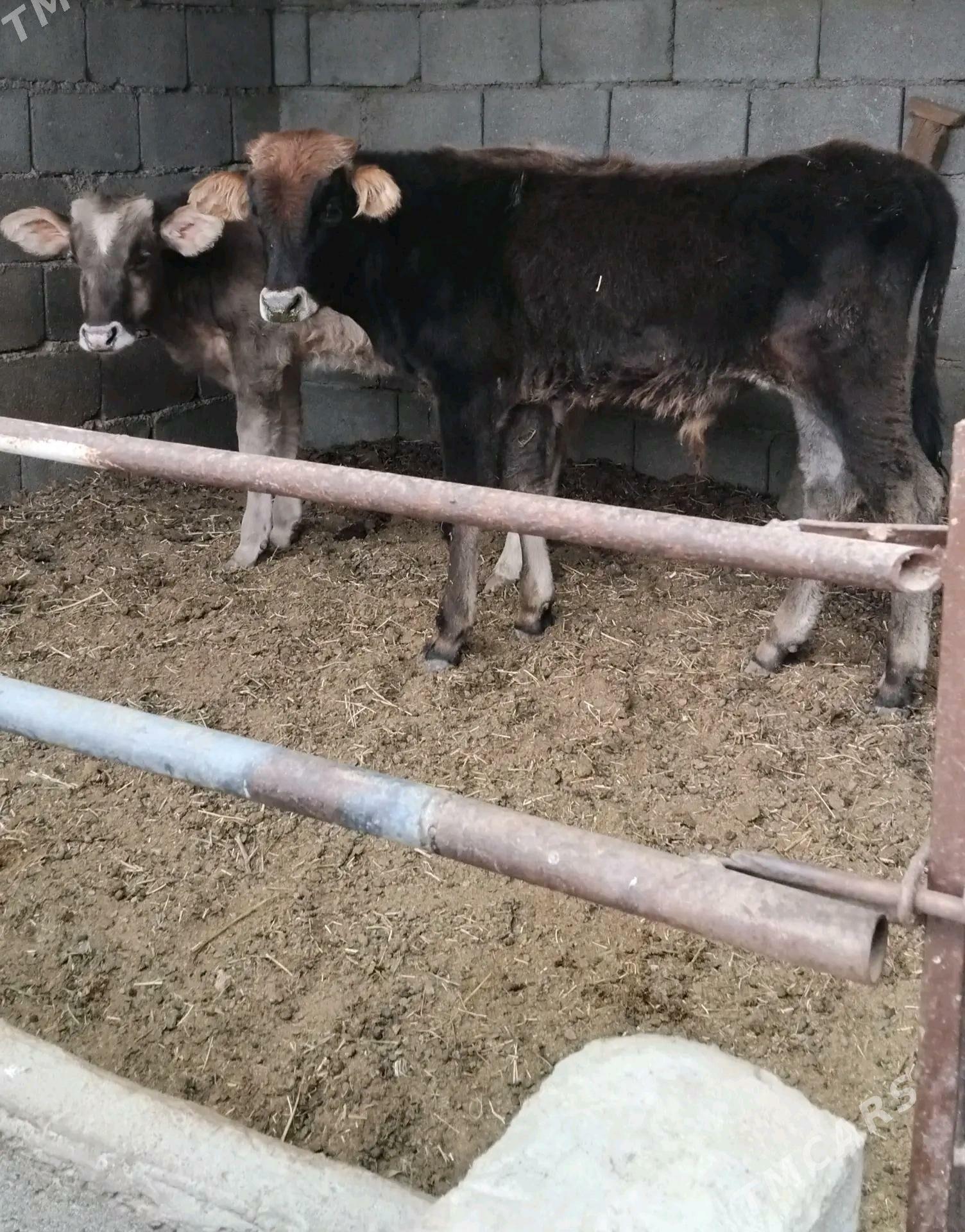 ŠWES OKUZ TUWE - Büzmeýin - img 3