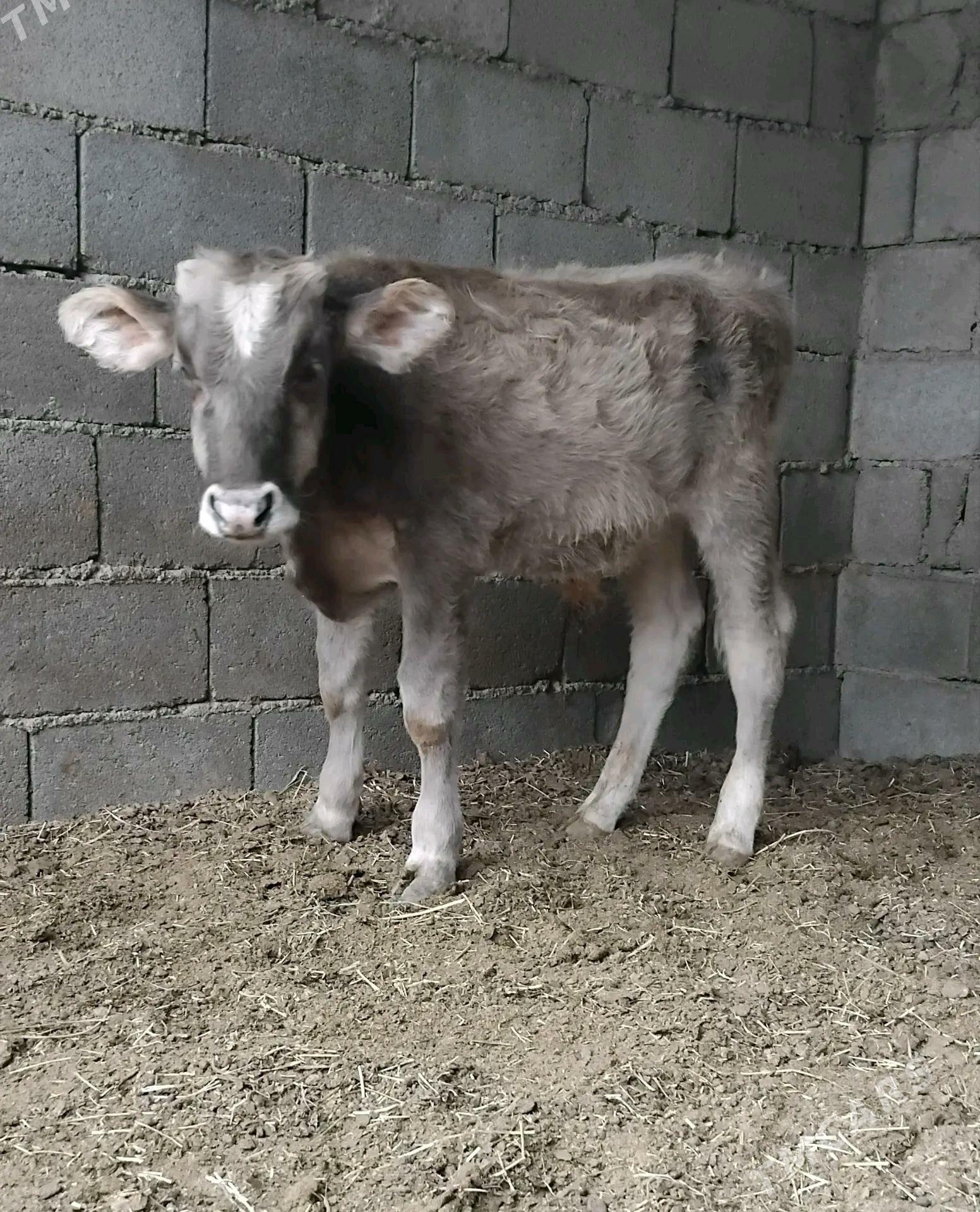 ŠWES OKUZ TUWE - Büzmeýin - img 5