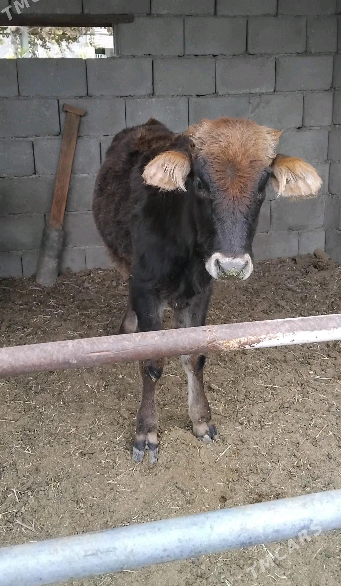 ŠWES OKUZ TUWE - Büzmeýin - img 4