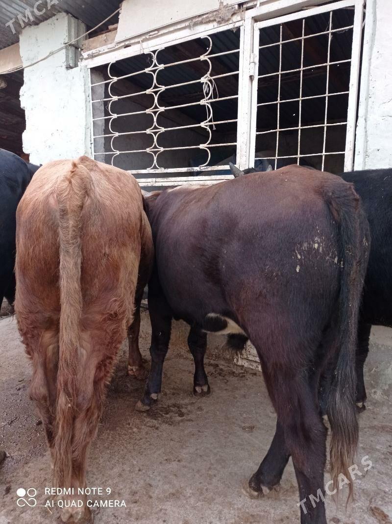 AMATLY ÖKÜZLER - Aşgabat - img 3