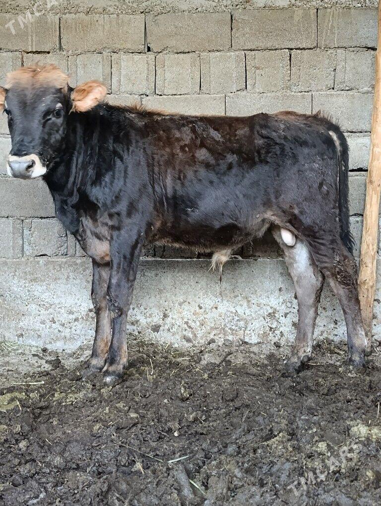 Okuz - Aşgabat - img 1