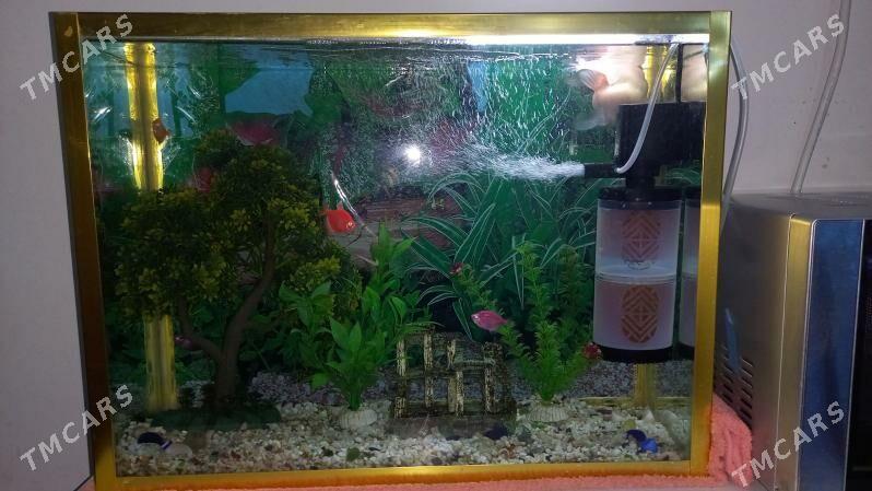 balyklar. akwarium. - Ашхабад - img 3