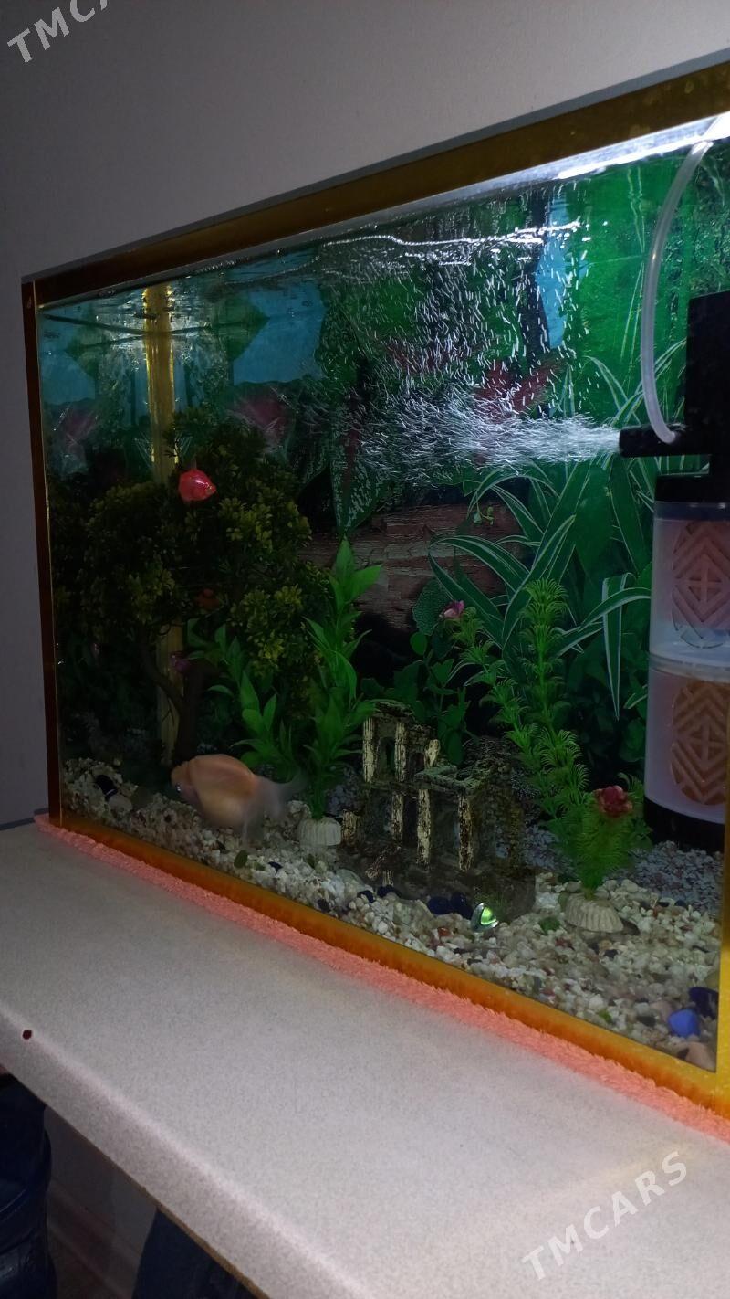 balyklar. akwarium. - Ашхабад - img 2