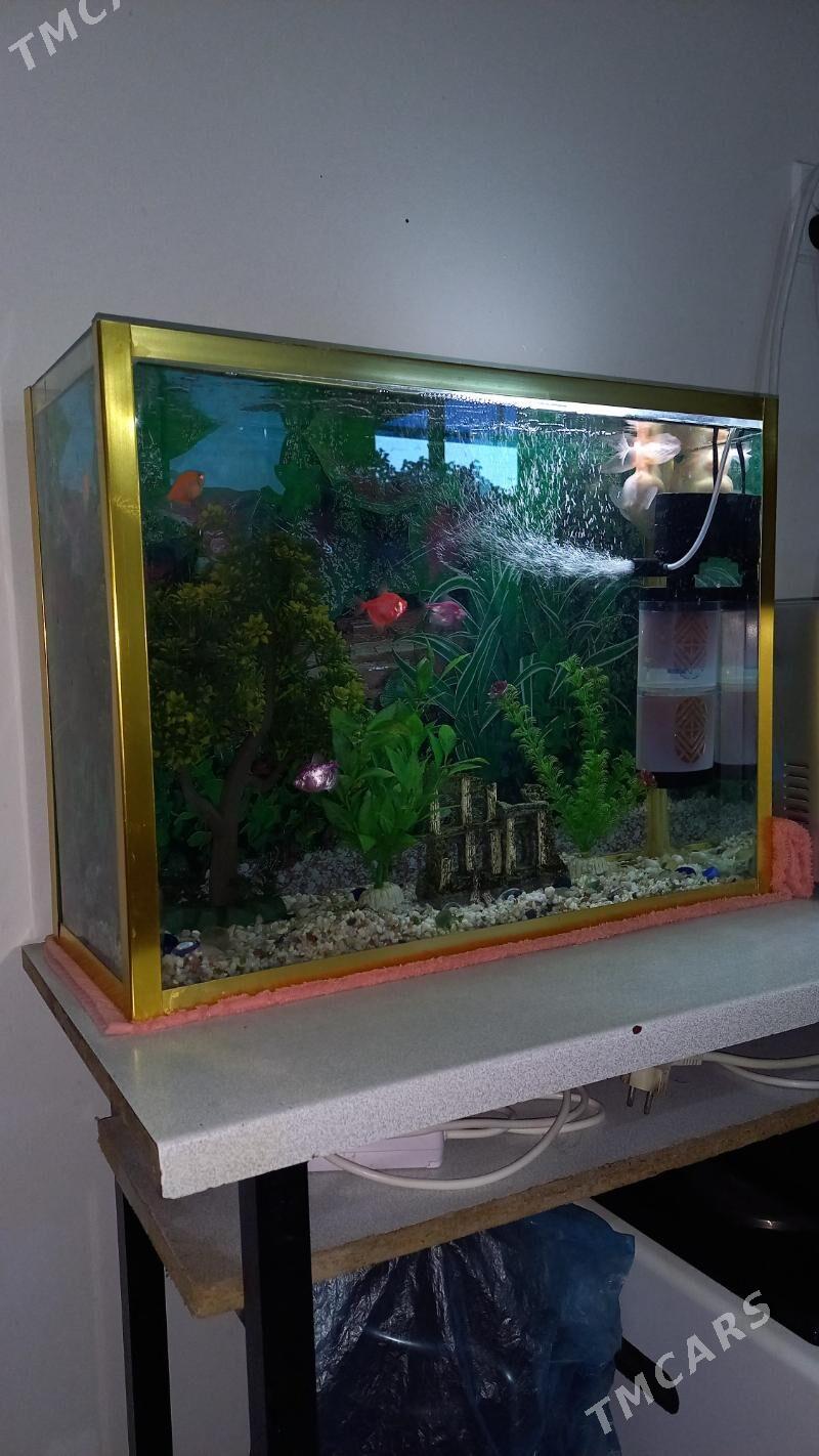 balyklar. akwarium. - Ашхабад - img 4