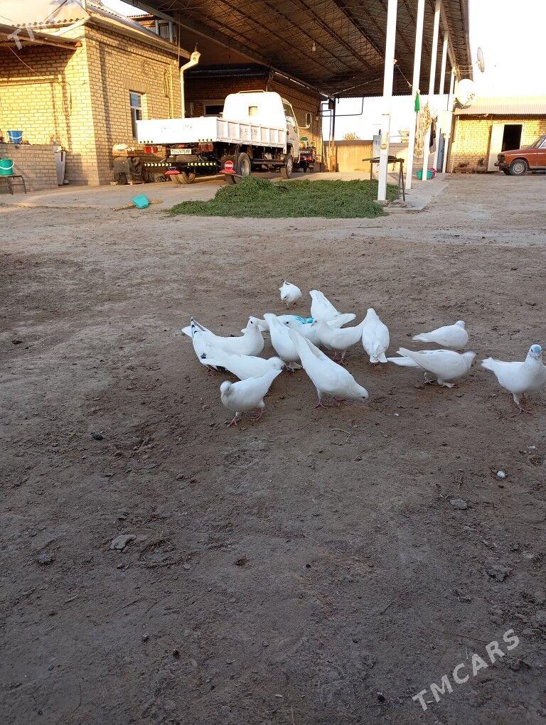 Кепдери - Мары - img 3