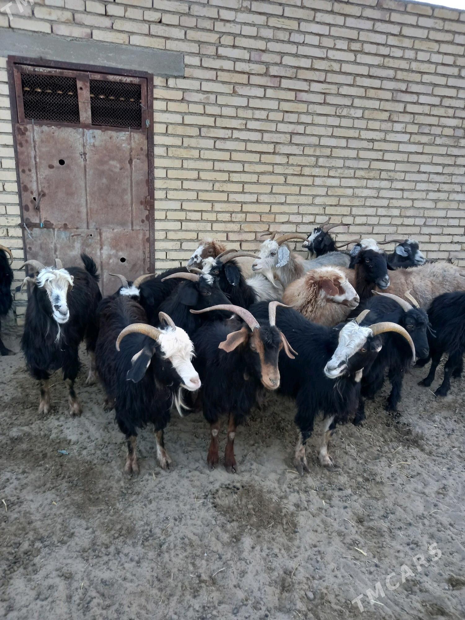 geci - Bereket - img 2