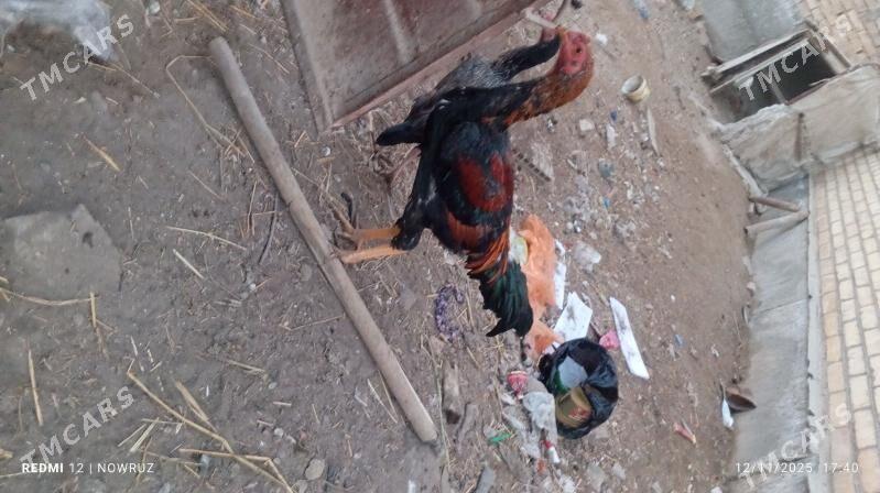 baysy horaz - Сакар - img 2