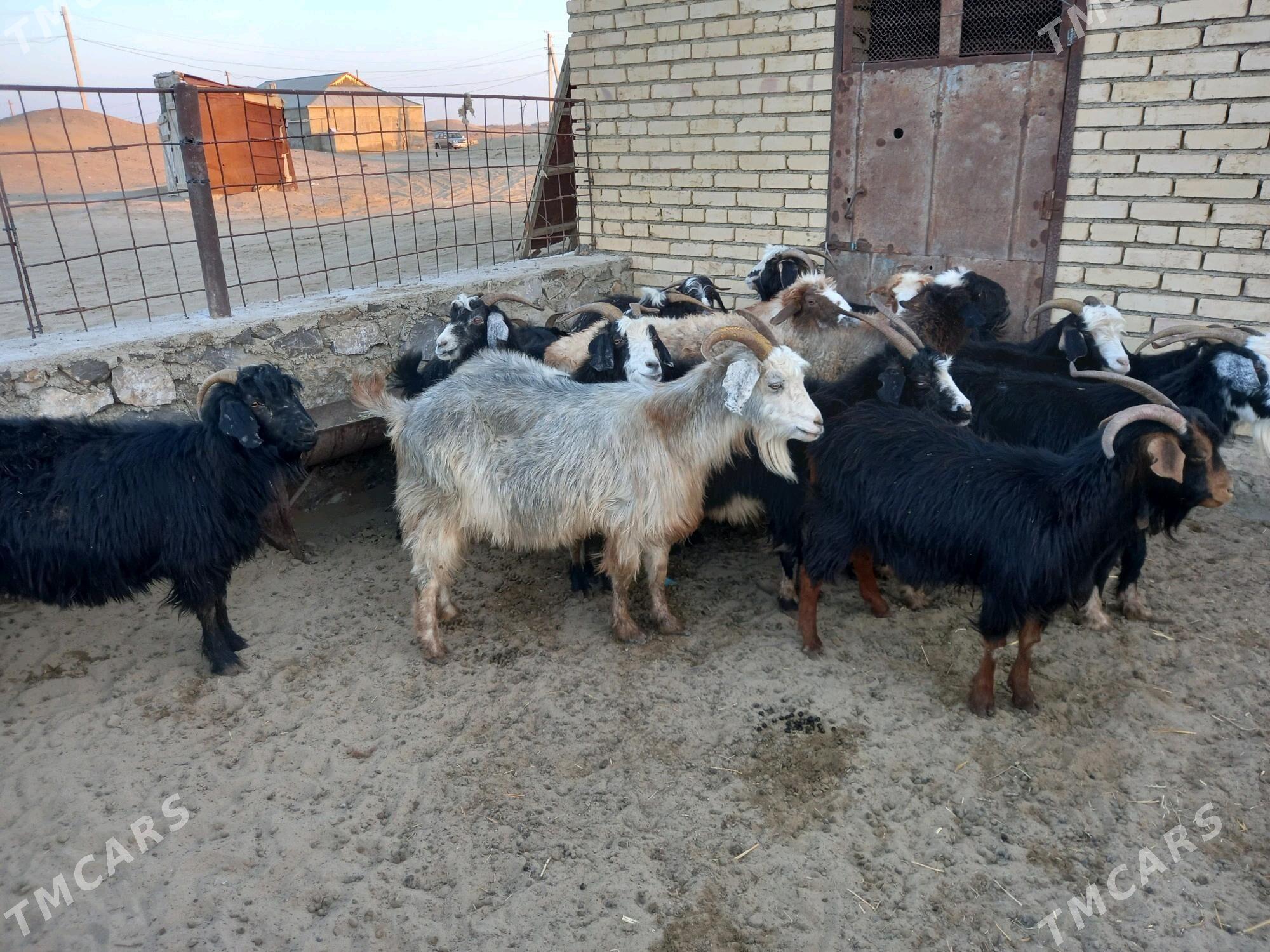 geci - Bereket - img 3