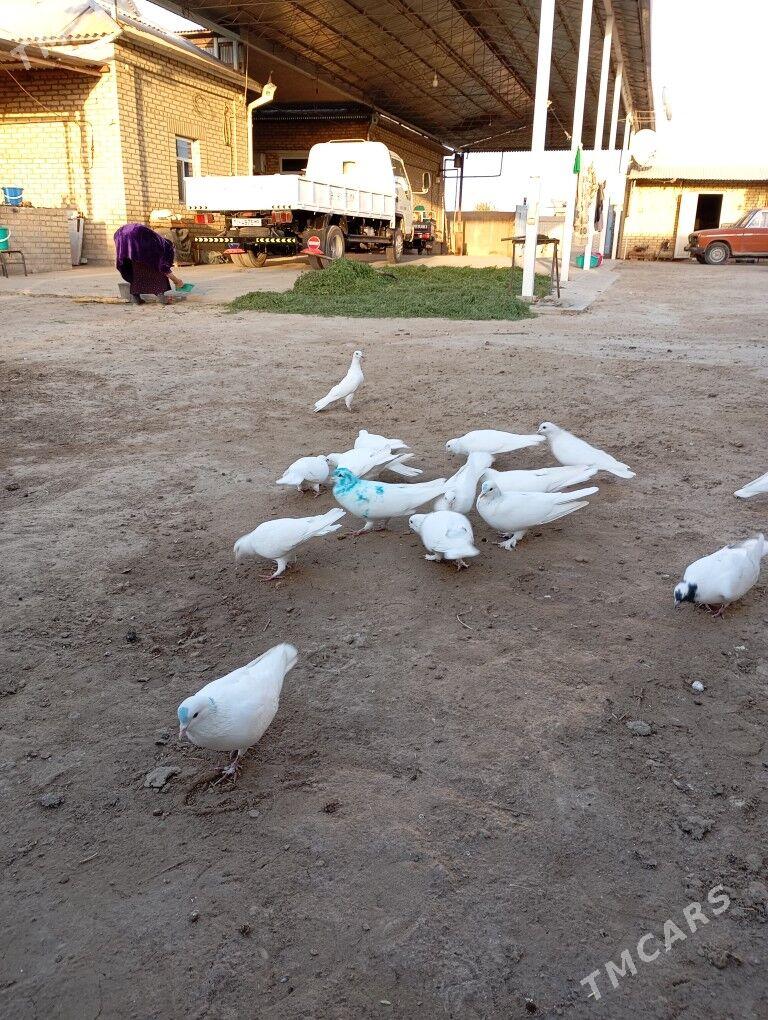 Кепдери - Мары - img 4