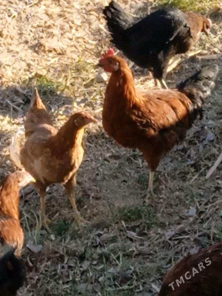 horaz towuk - Görogly (Tagta) - img 1