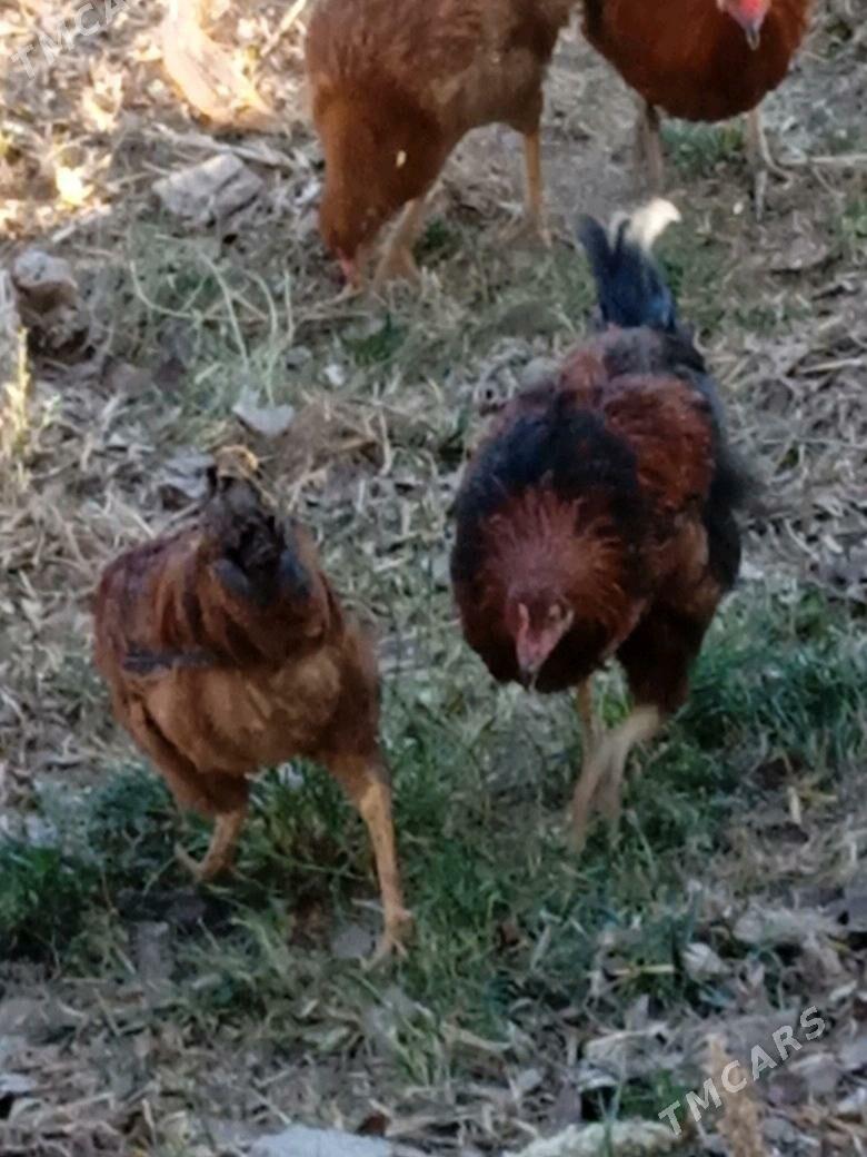 horaz towuk - Görogly (Tagta) - img 3