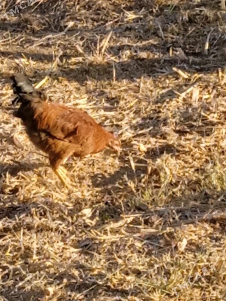 horaz towuk - Görogly (Tagta) - img 2