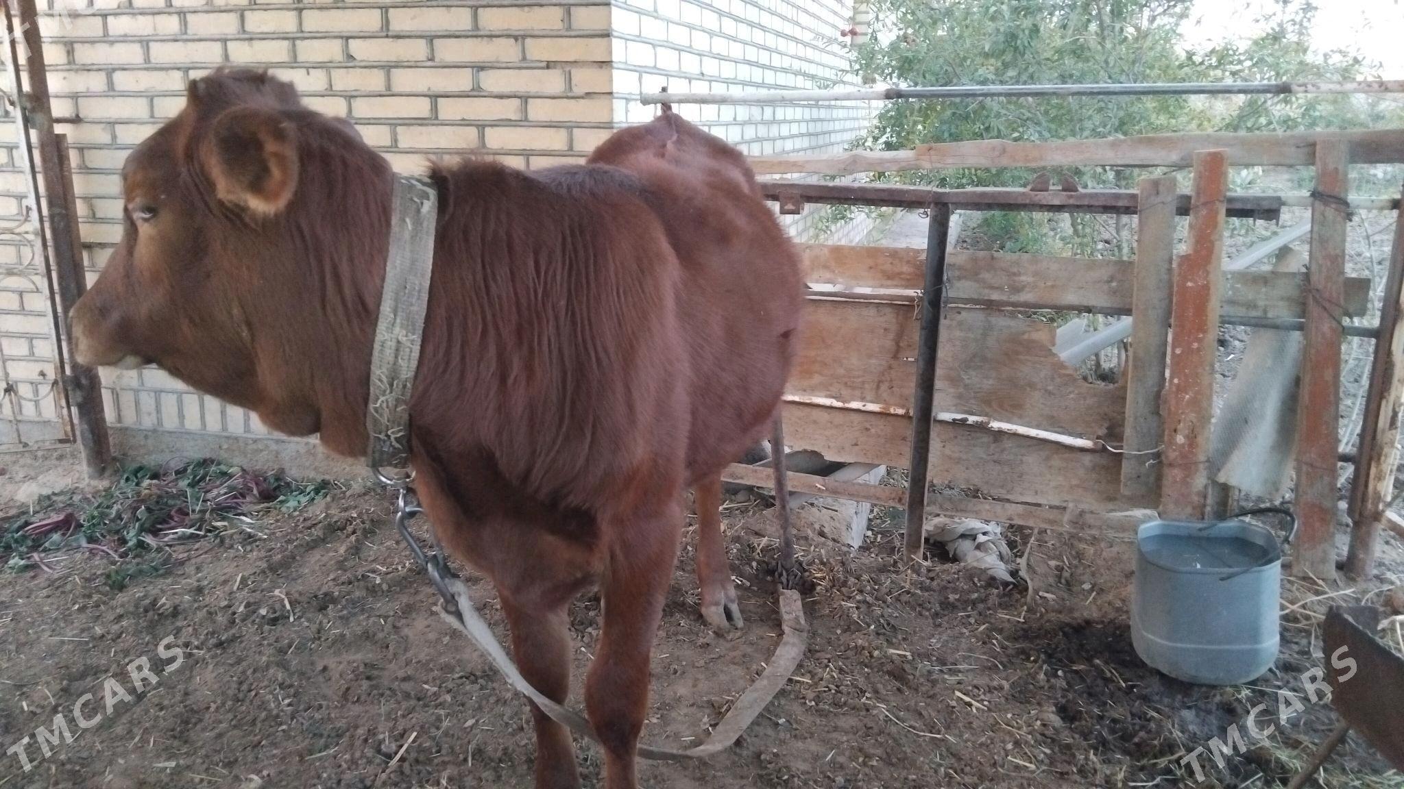 gulajyn - Векильбазар - img 2