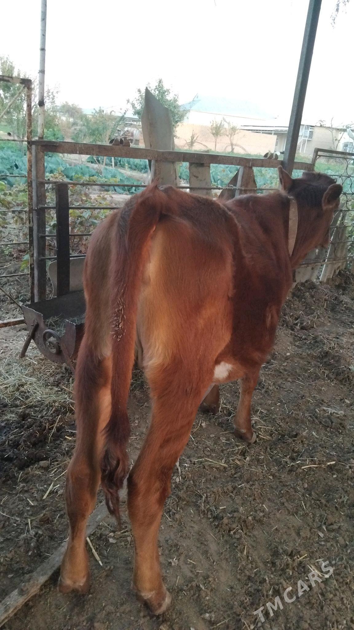 gulajyn - Векильбазар - img 1