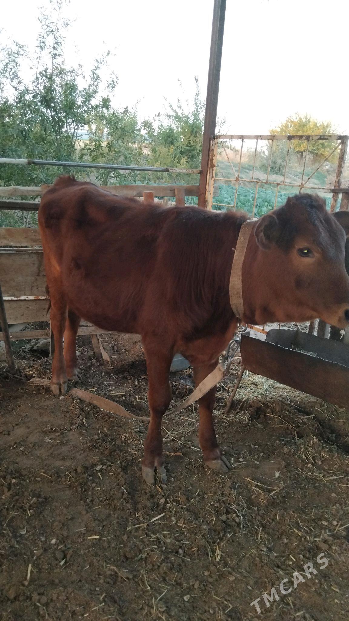 gulajyn - Векильбазар - img 3