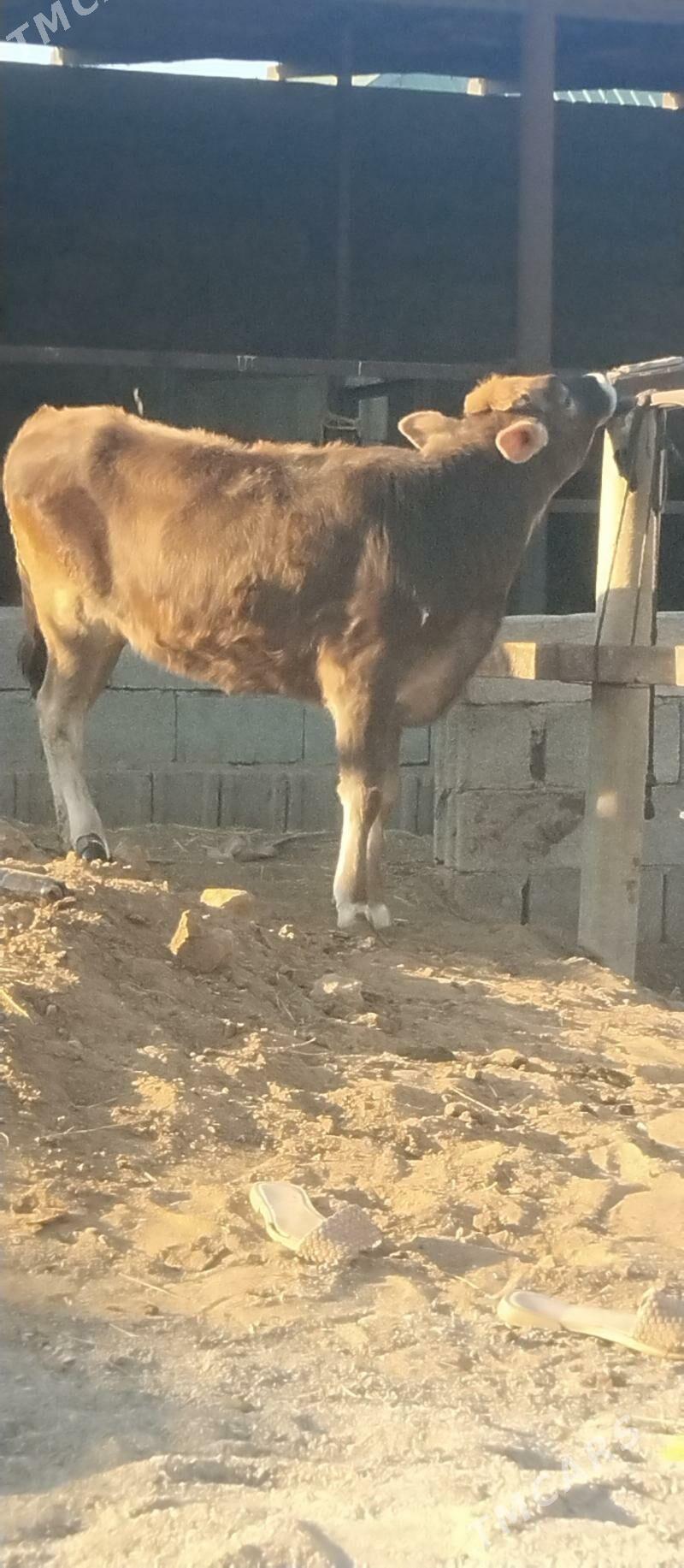 öküž tüwe - Büzmeýin - img 2