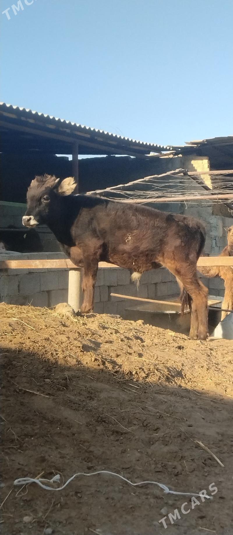 öküž tüwe - Büzmeýin - img 6