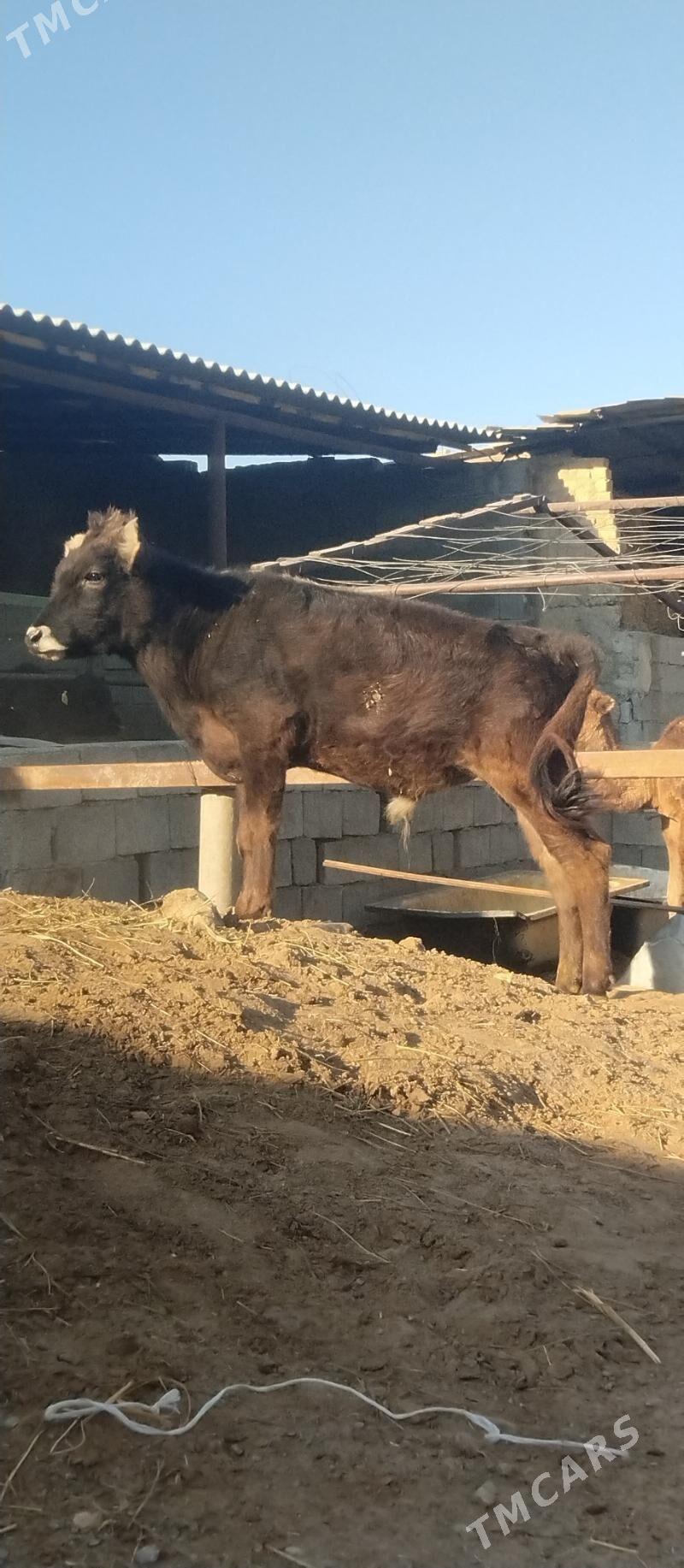 öküž tüwe - Büzmeýin - img 5