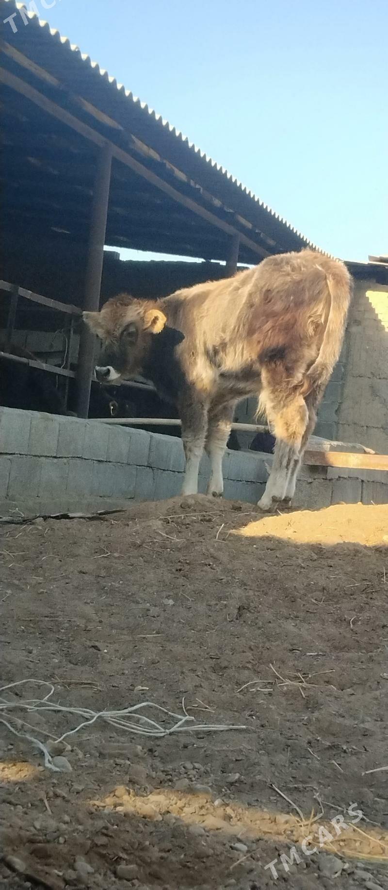 öküž tüwe - Büzmeýin - img 3