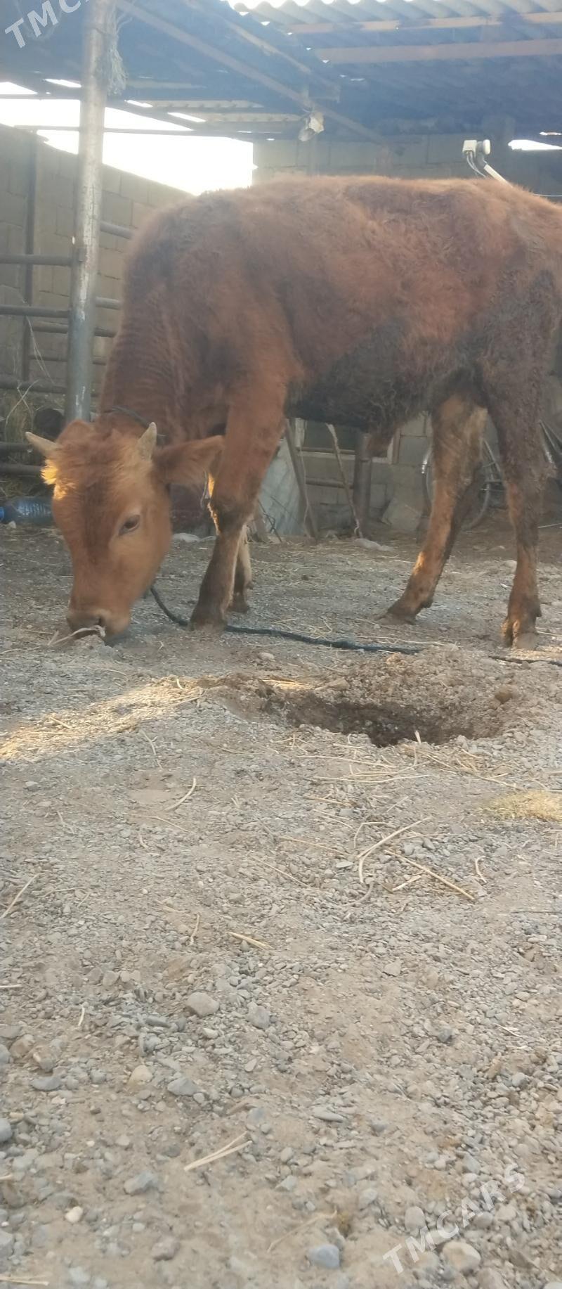 öküž tüwe - Büzmeýin - img 8