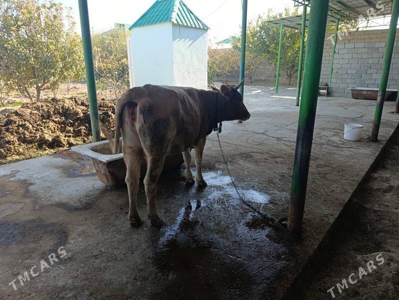 Sygyr - Gökdepe - img 3