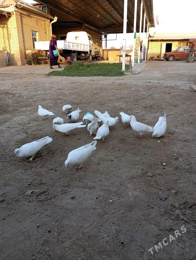 Кепдери - Мары - img 2