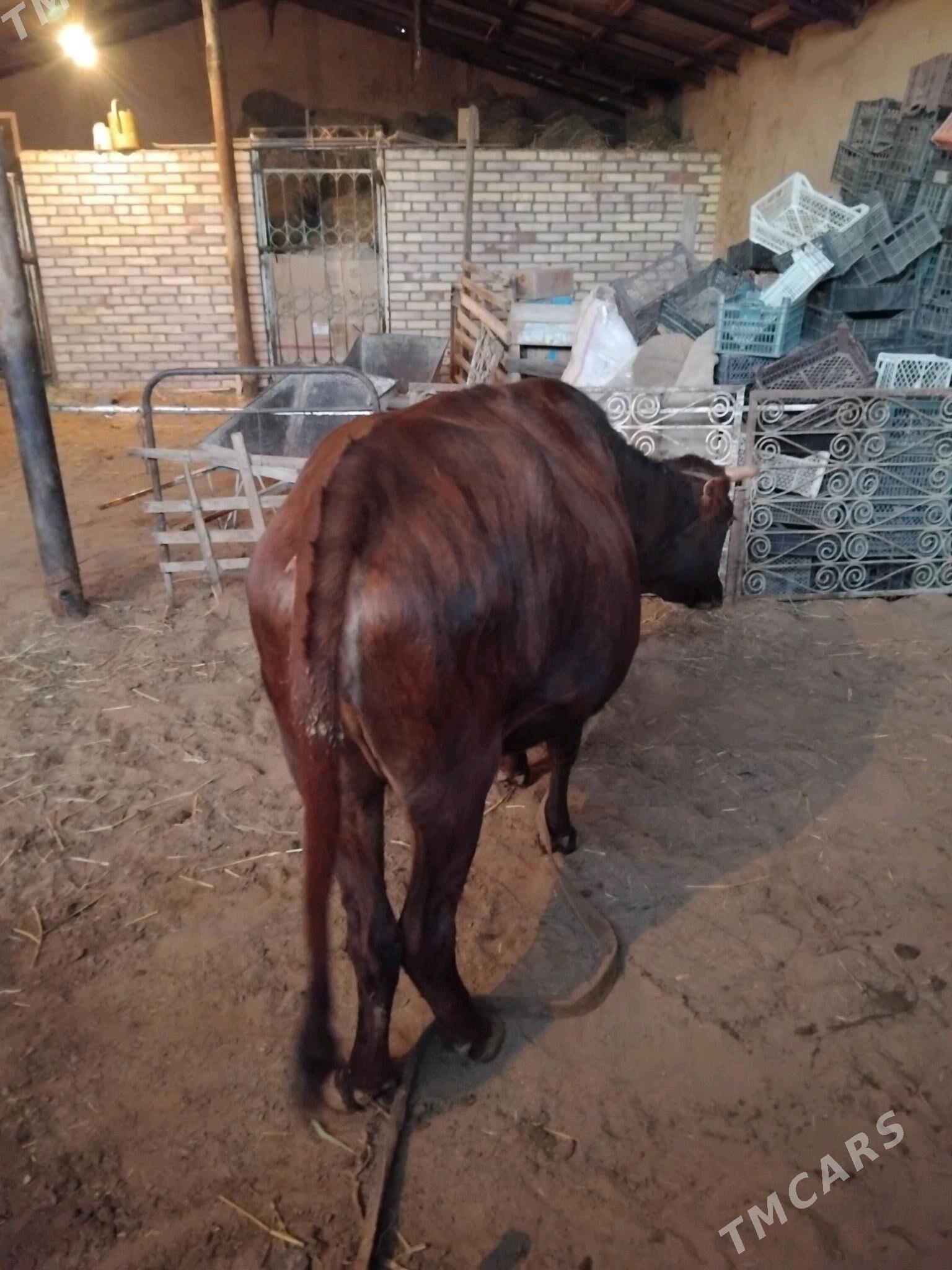 bakylan sygyr - Wekilbazar - img 2