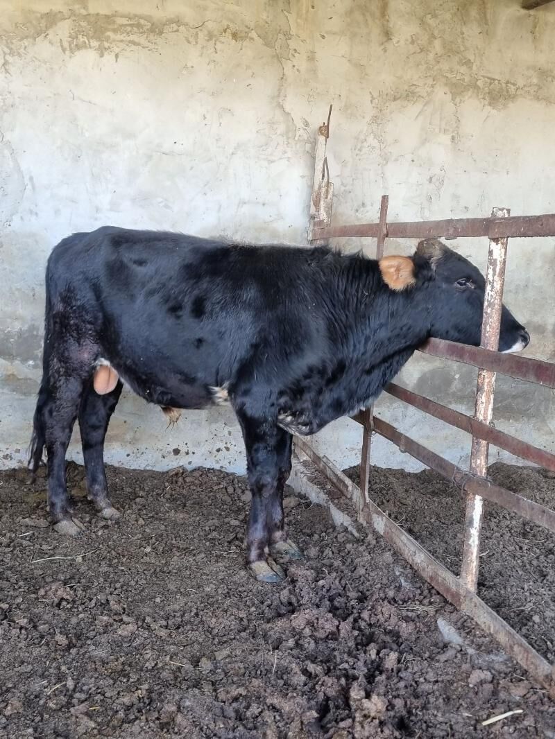 okuz - Багир - img 2