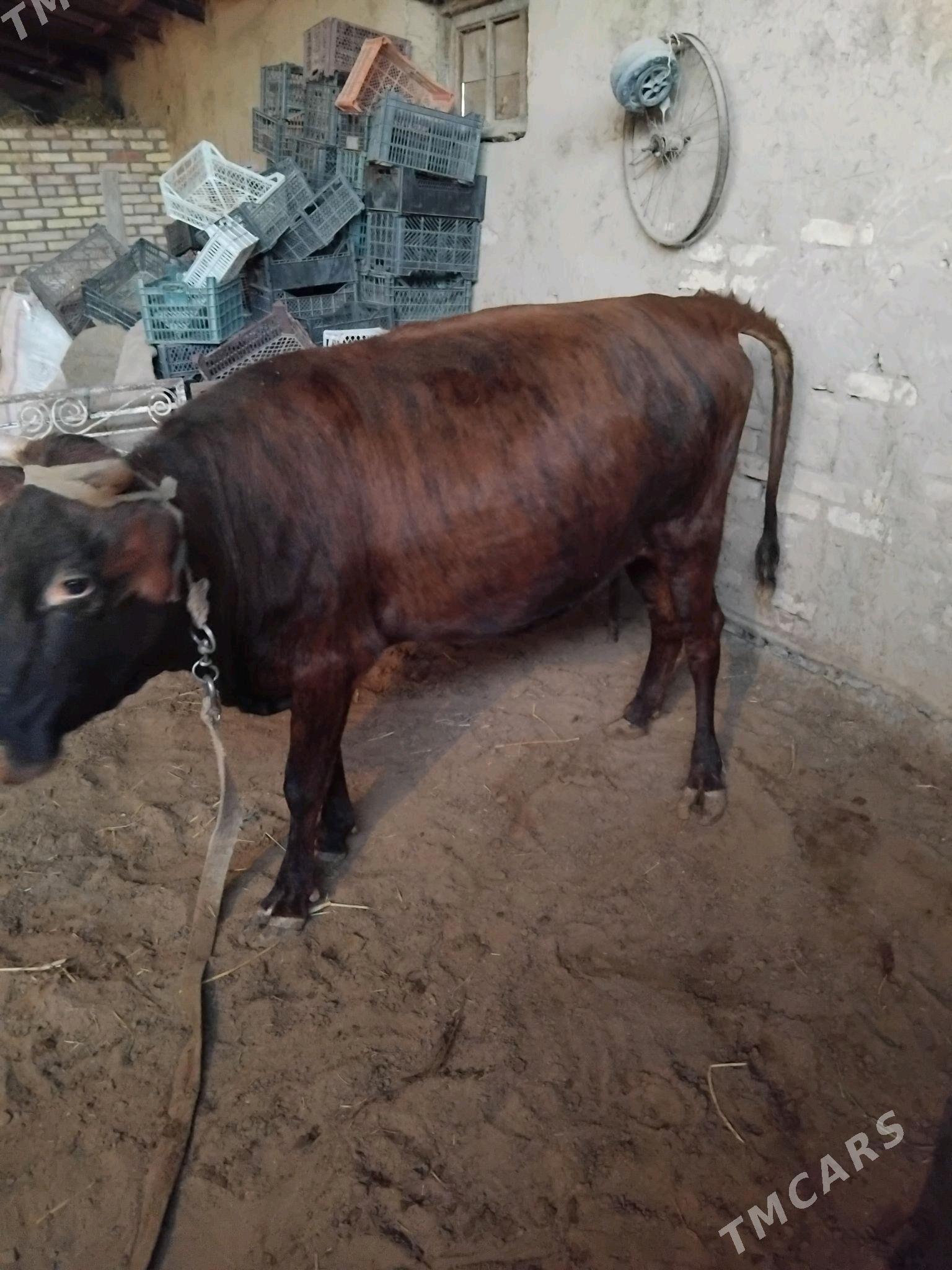 bakylan sygyr - Wekilbazar - img 3