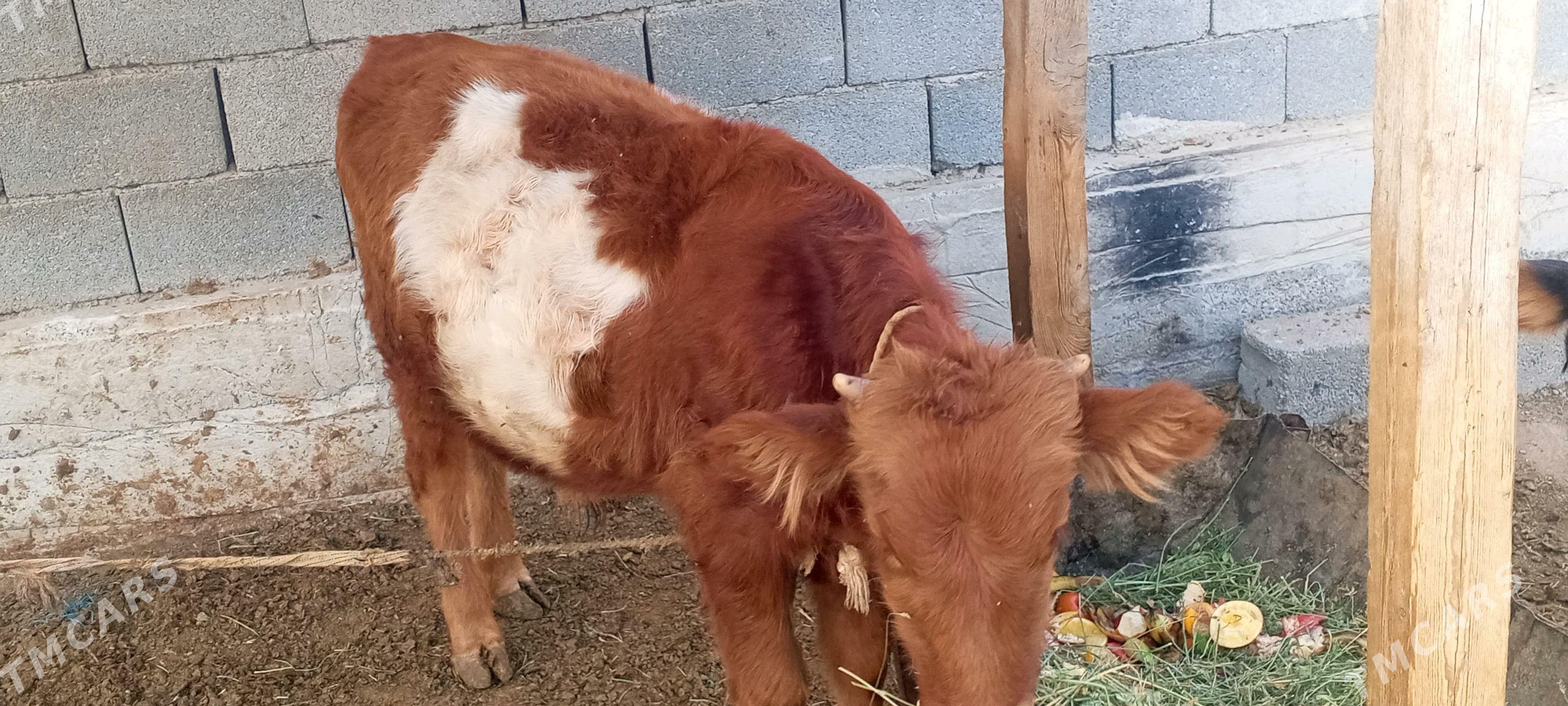 Ökuz - Änew - img 2