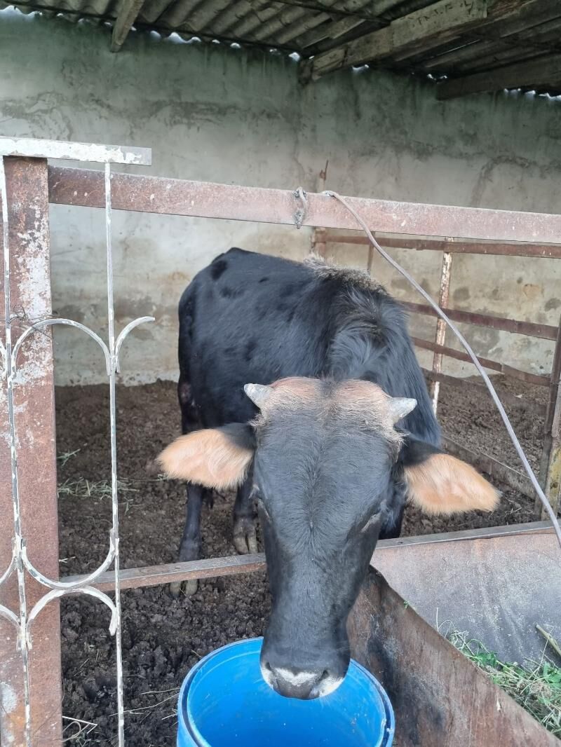 okuz - Багир - img 3