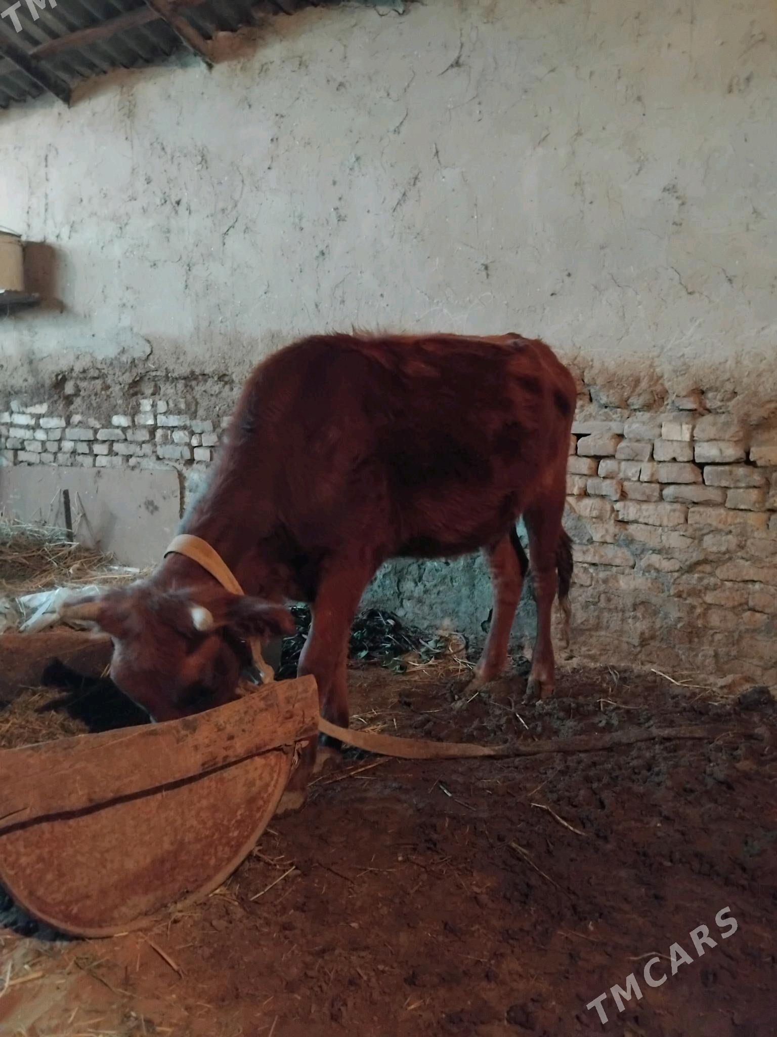 gulajyn - Wekilbazar - img 2