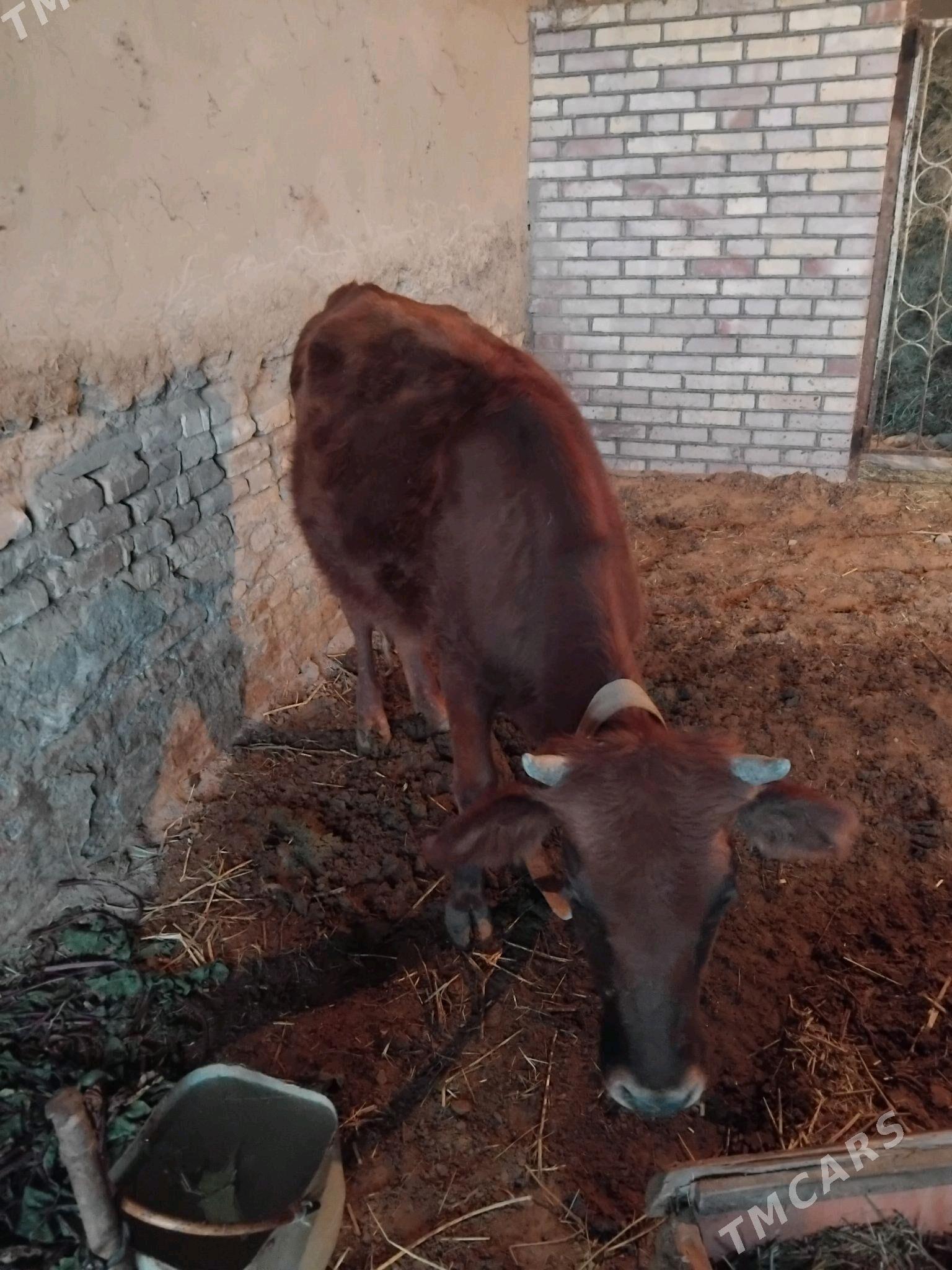 gulajyn - Wekilbazar - img 3