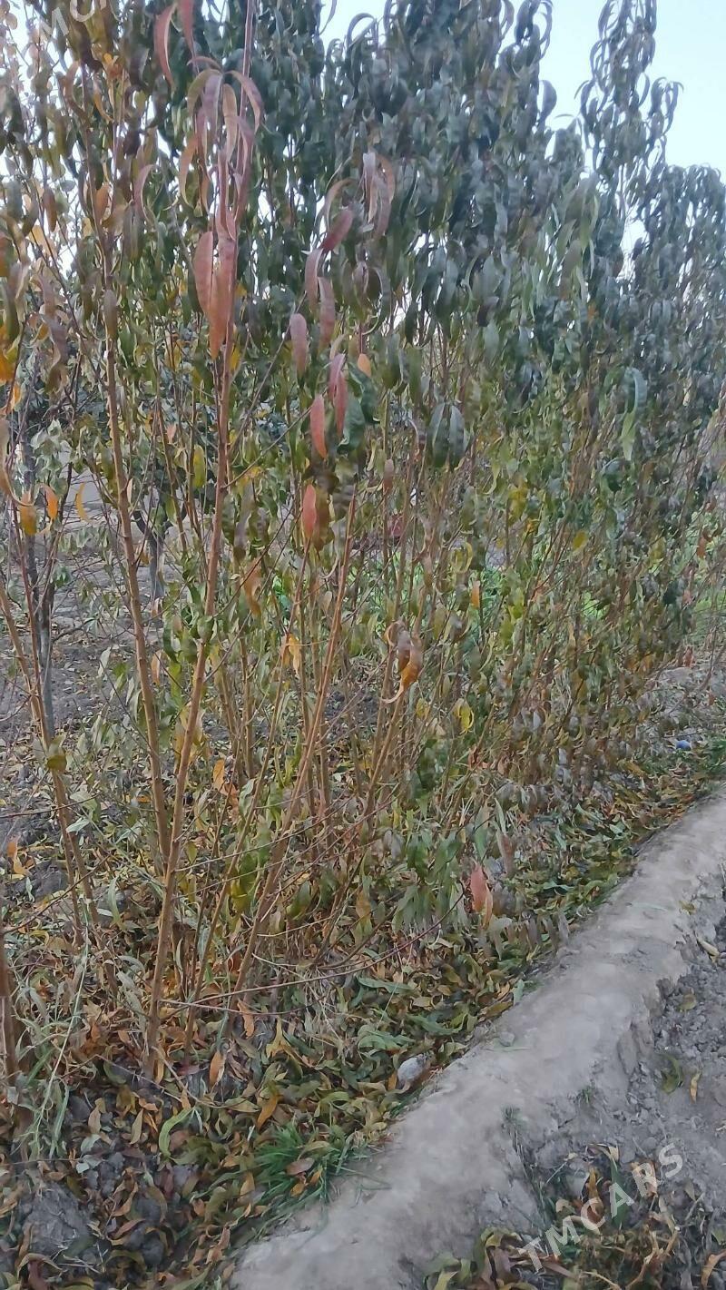 sepdaly nahal - Daşoguz - img 2