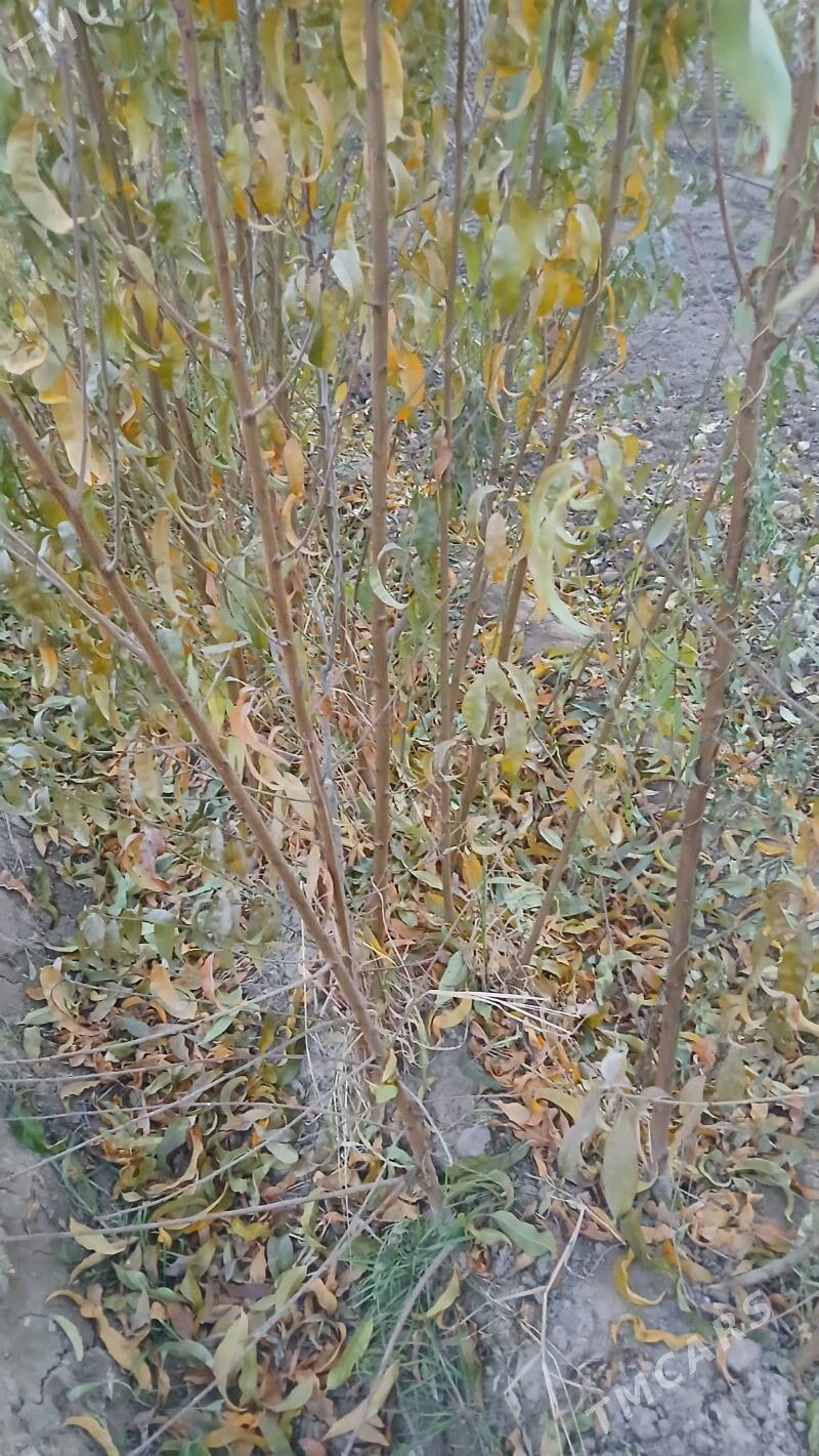 sepdaly nahal - Daşoguz - img 1