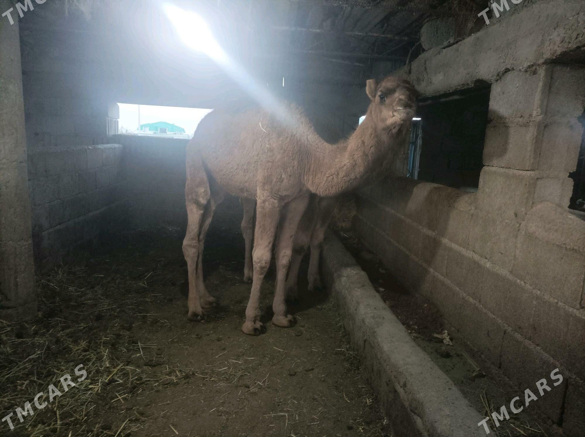 Torum - Ак-Бугдайский этрап - img 2