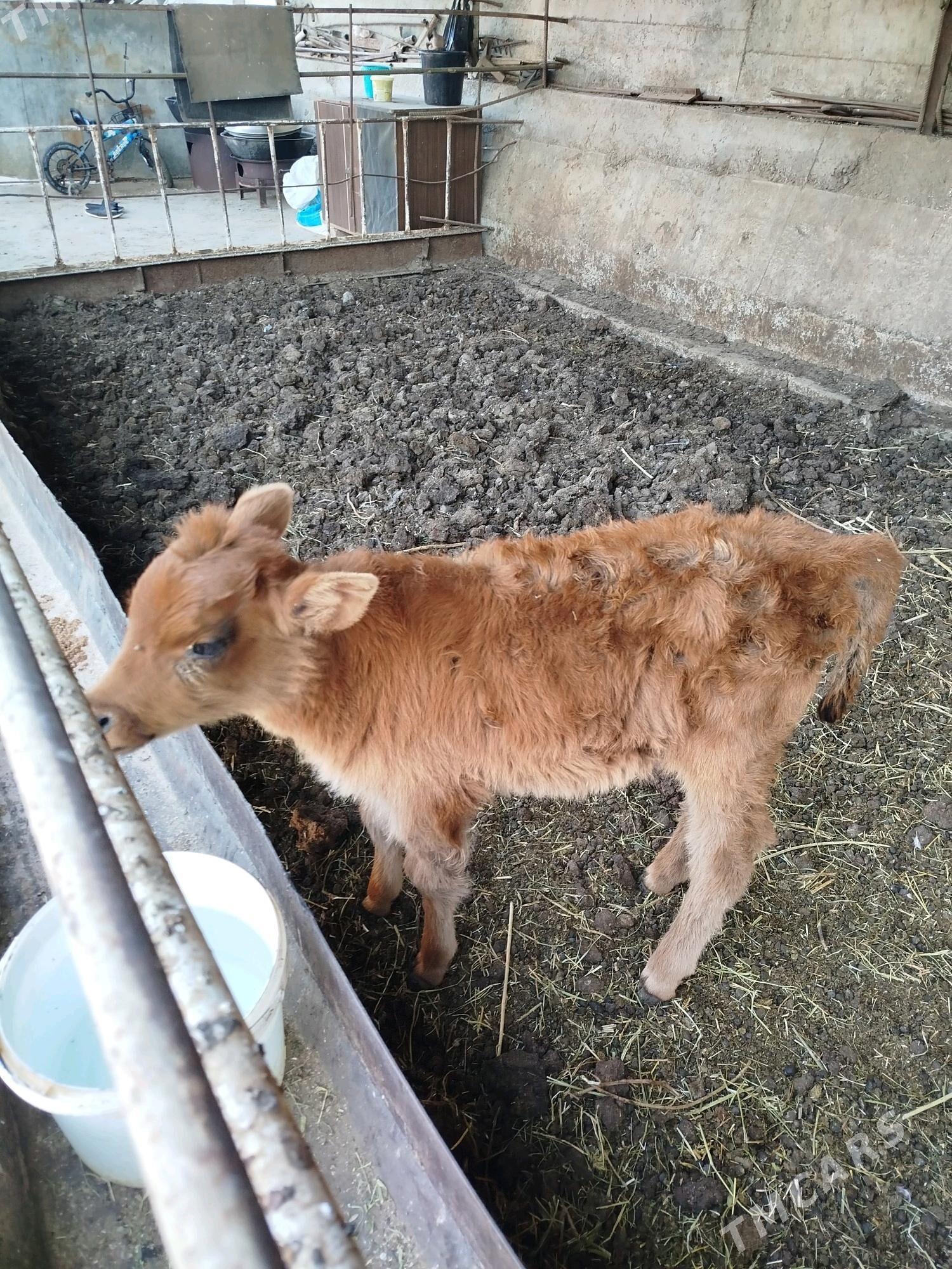 okuz - Aşgabat - img 2