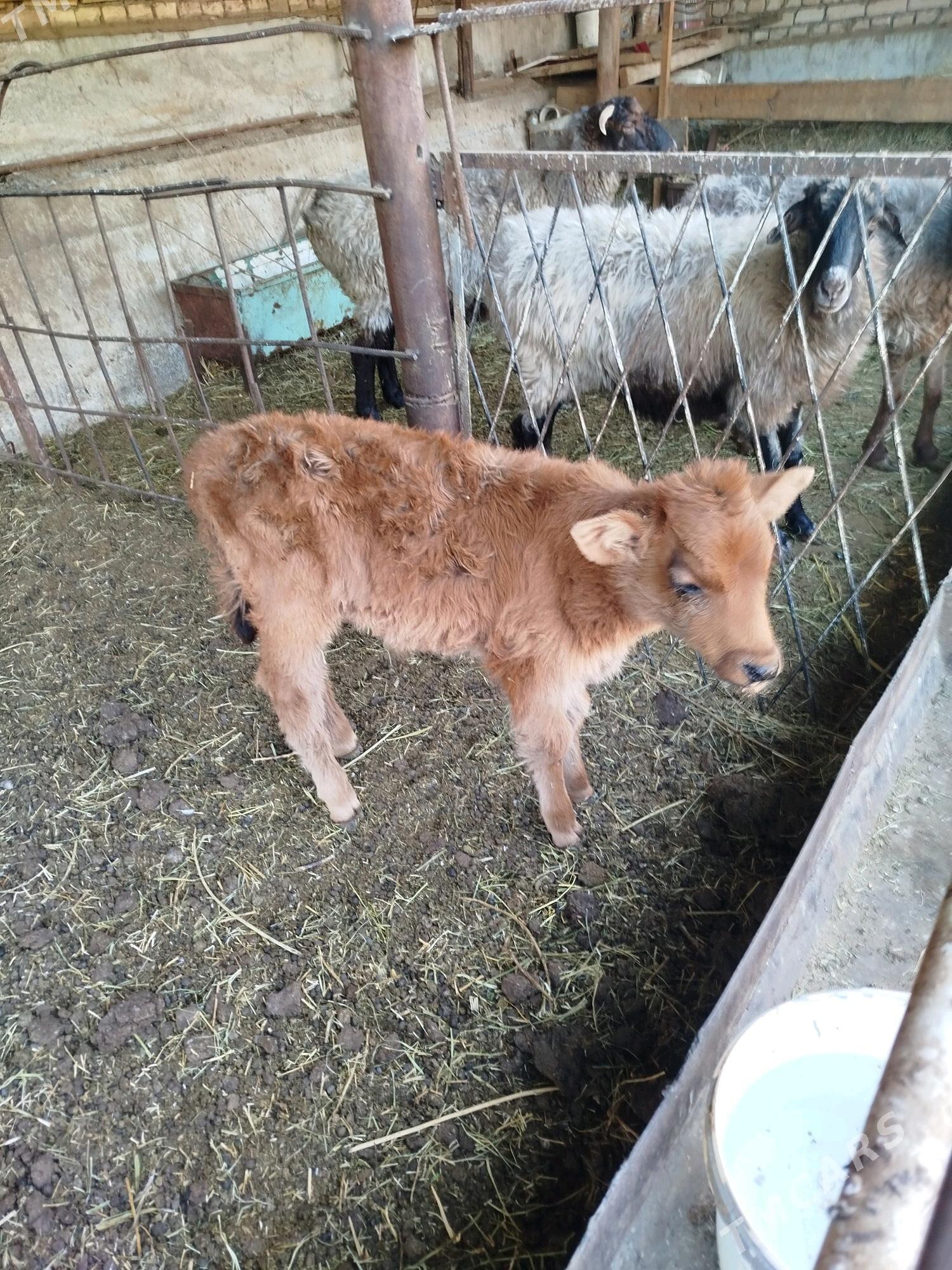 okuz - Aşgabat - img 3