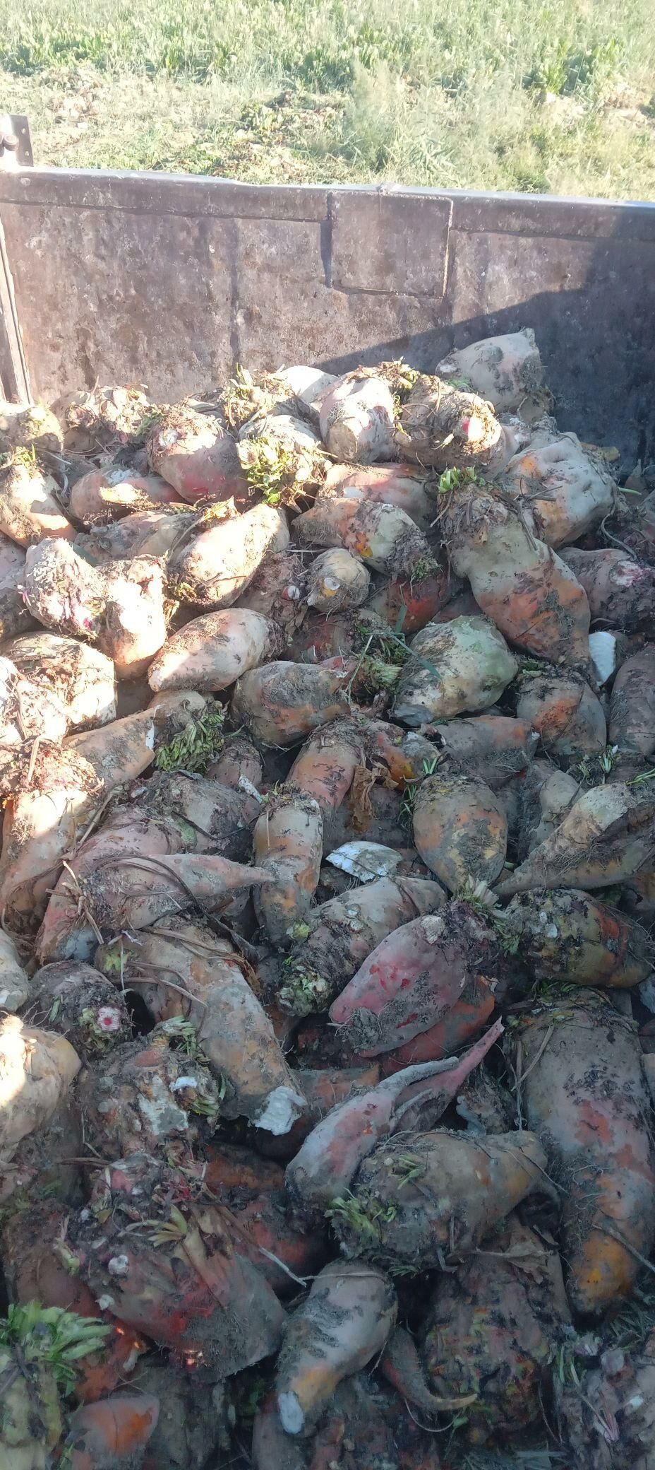 kadi sygyndur - Gökdepe - img 1