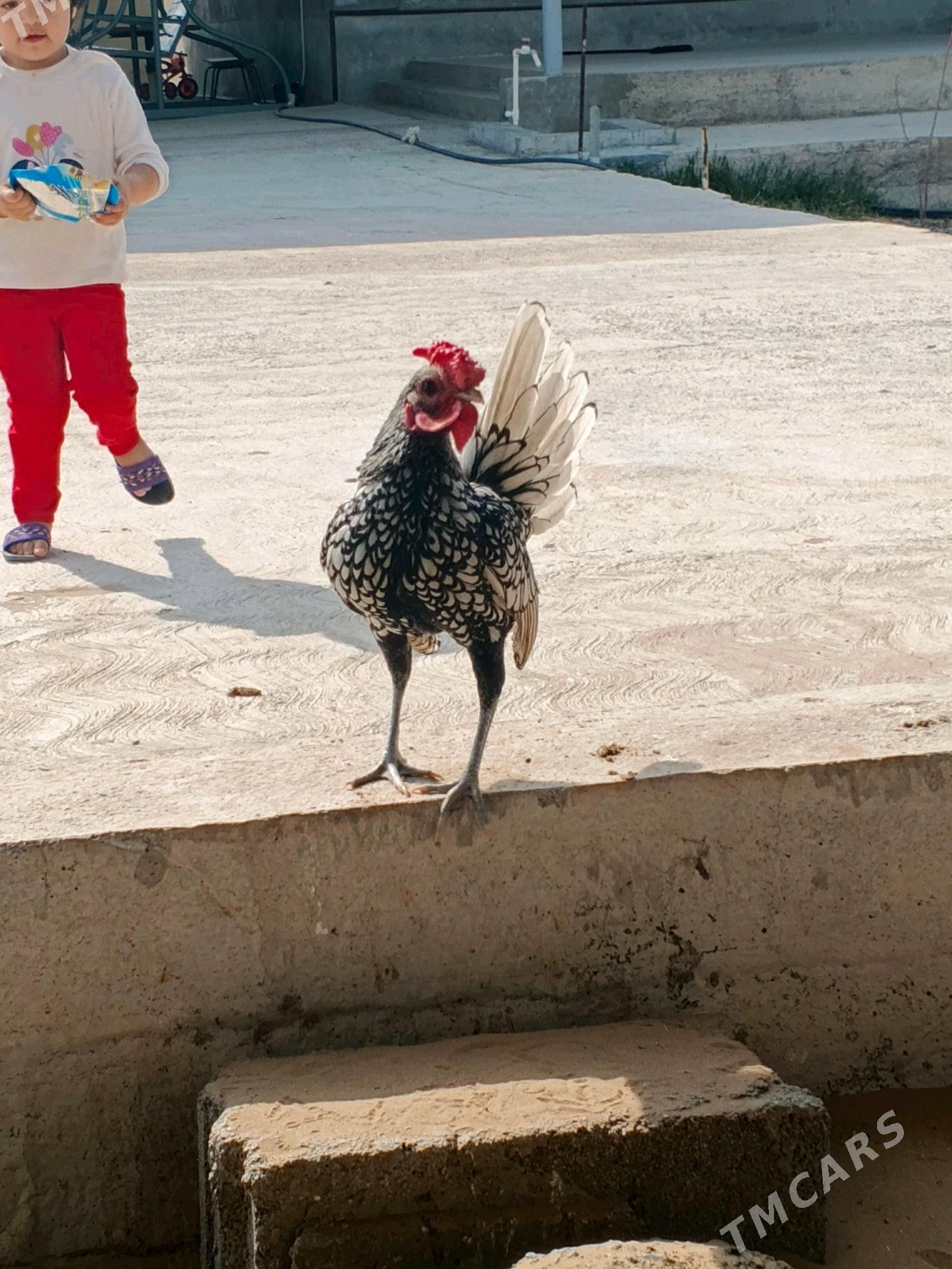 Karlik zibrayt - Aşgabat - img 3