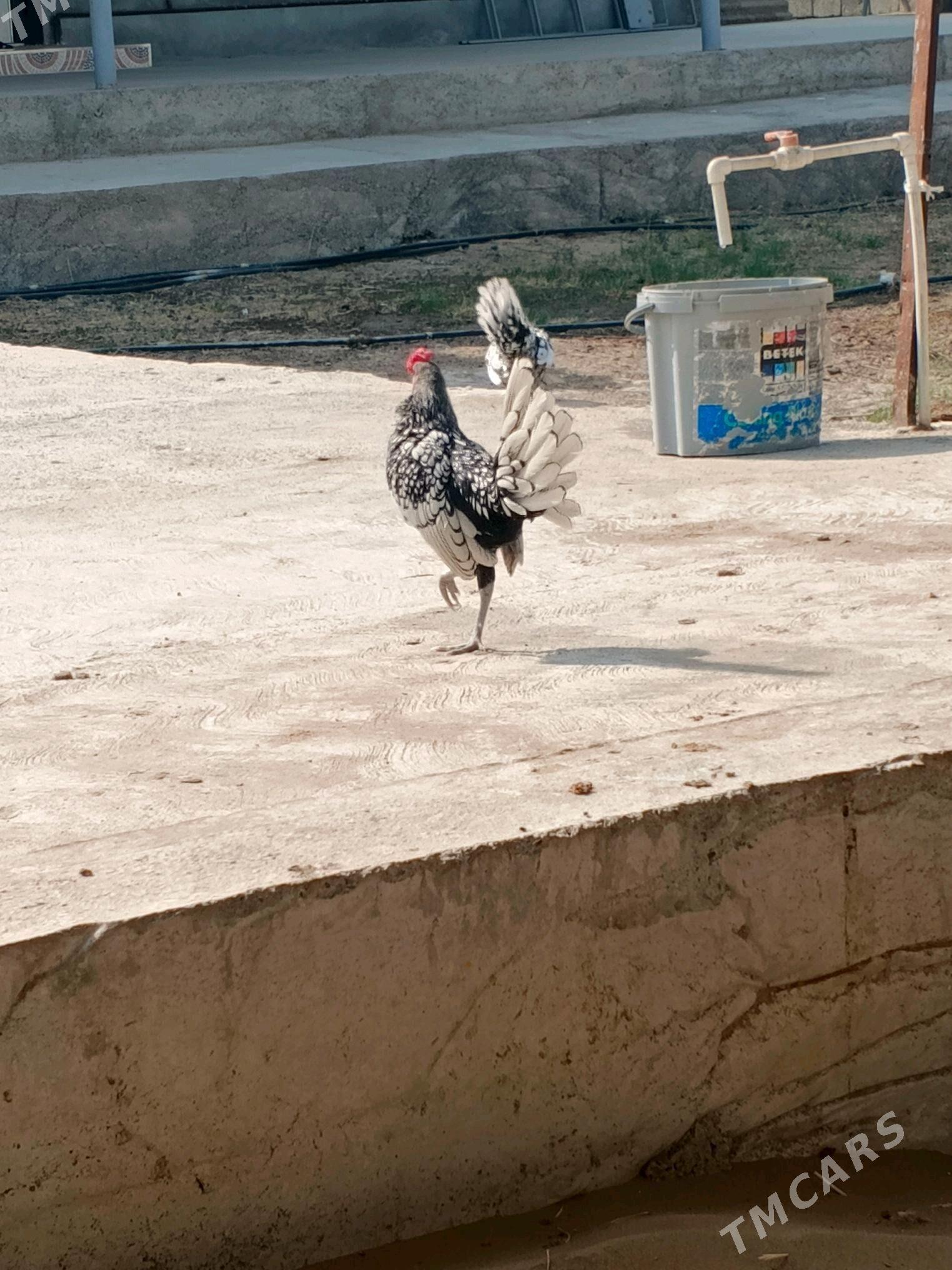 Karlik zibrayt - Aşgabat - img 4