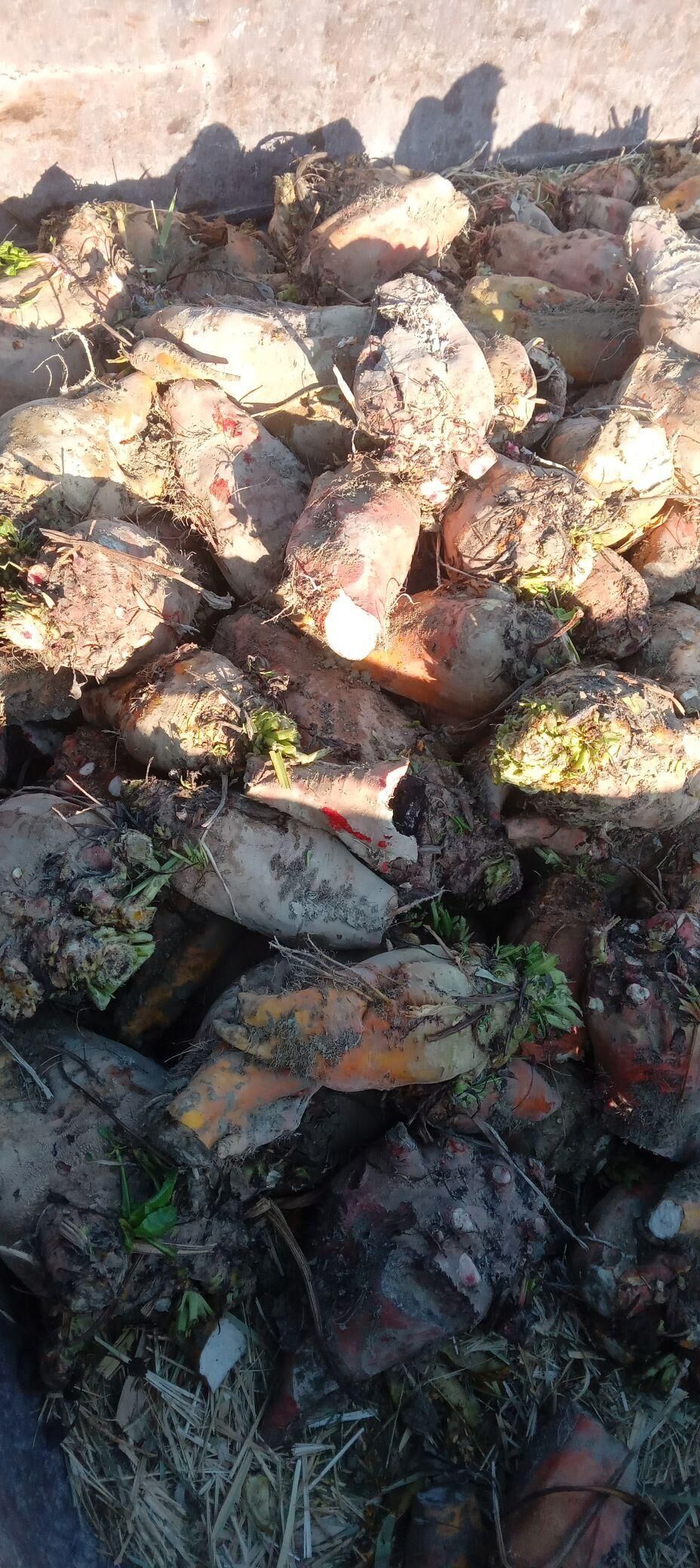 kadi sygyndur - Gökdepe - img 2