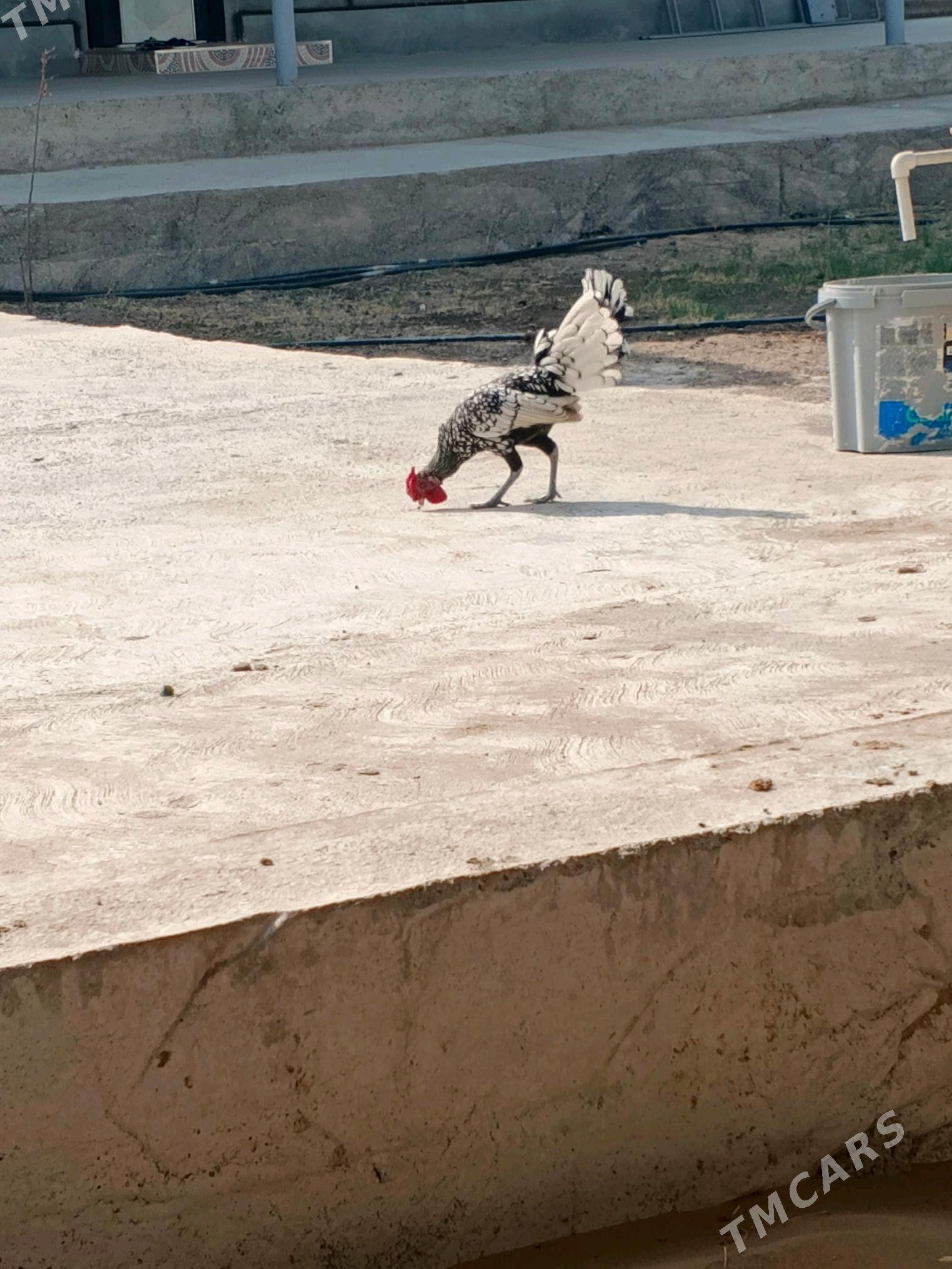 Karlik zibrayt - Aşgabat - img 5