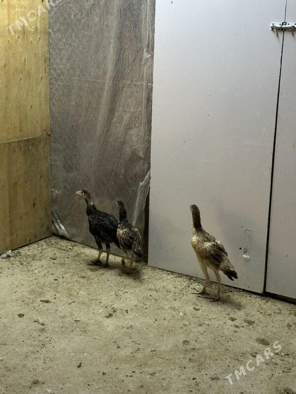 taskent horoz towuk - Чоганлы - img 2