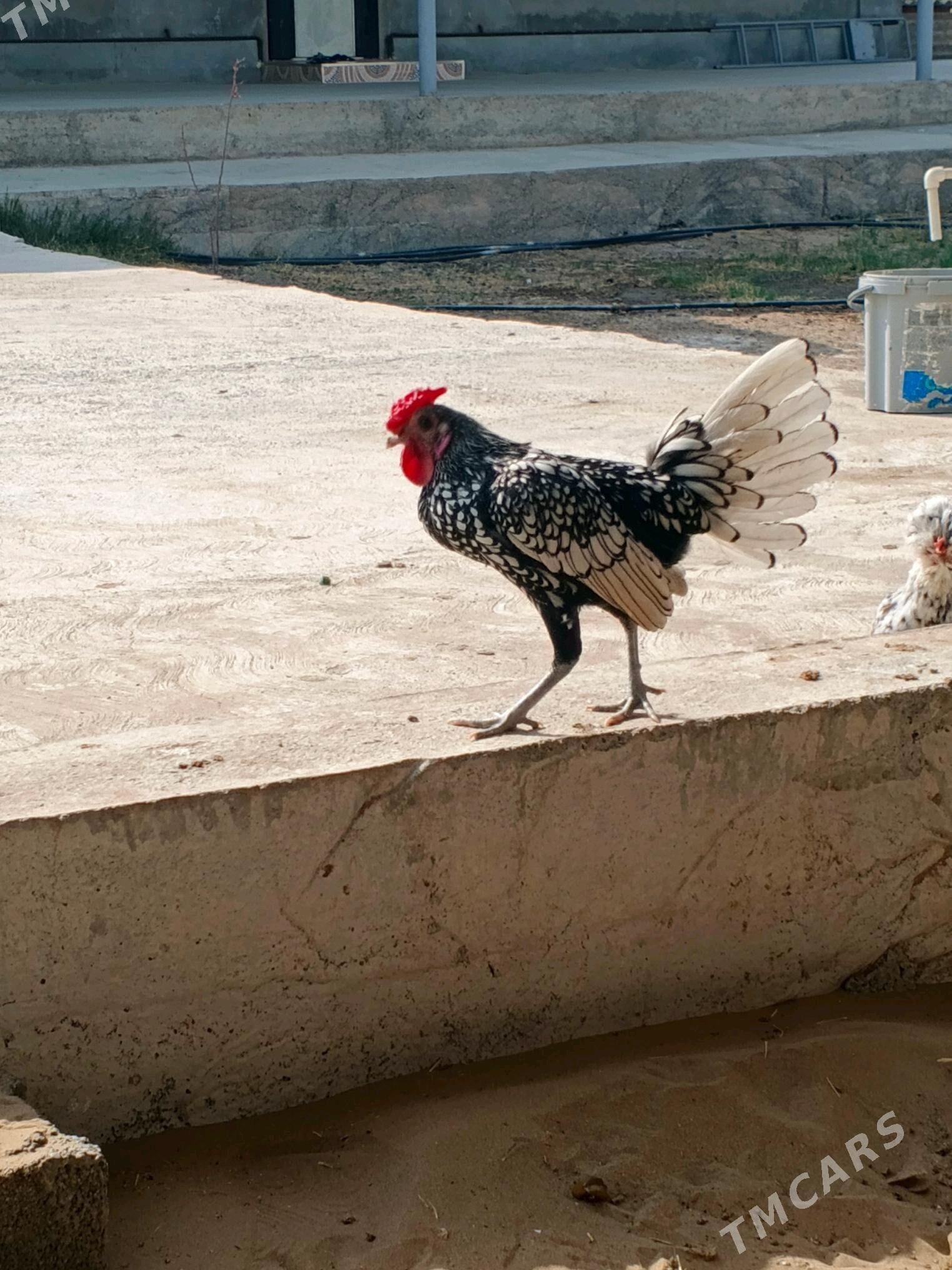 Karlik zibrayt - Aşgabat - img 2