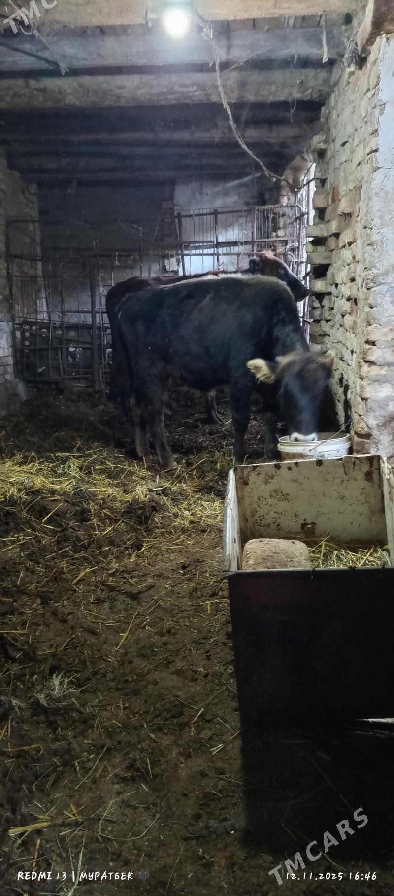2 sany öküz - Туркменабат - img 9