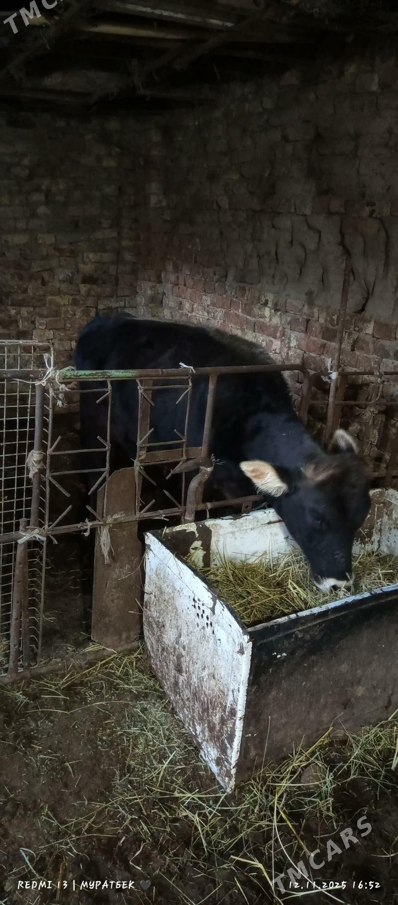 2 sany öküz - Туркменабат - img 3