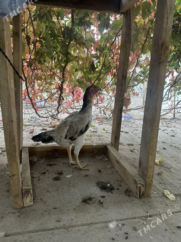 taskent towuk - Чоганлы - img 3