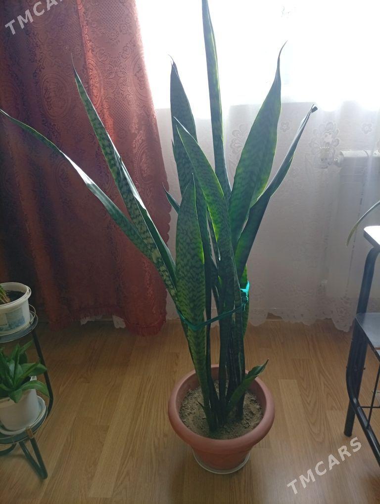 цветы - Aşgabat - img 2