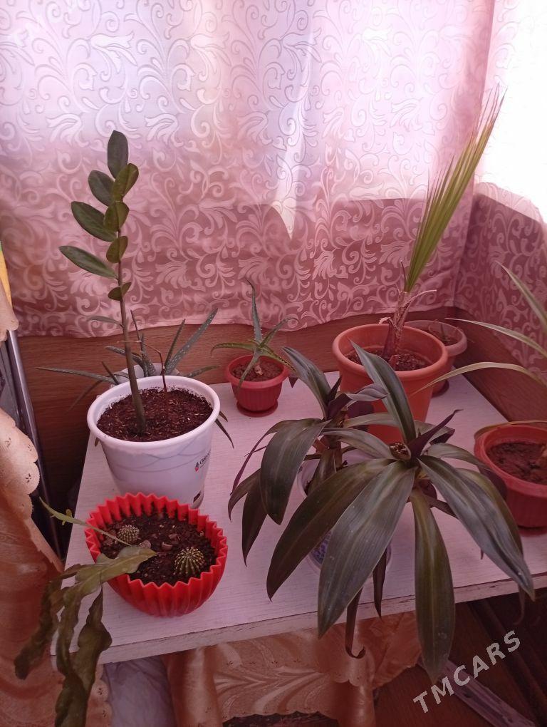 цветы - Aşgabat - img 4